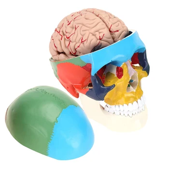 1: 1 Красочный Скелет человеческого черепа с анатомической моделью мозга, Съемные 8 частей Анатомии ствола, Медицинские Учебные пособия