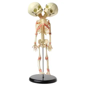 37 см Человеческий двойник для головы, череп ребенка, скелет, Анатомический дисплей, Изучение, обучение