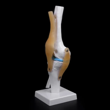 Анатомическая модель гибкого скелета коленного сустава человека, Учебное пособие по Анатомии