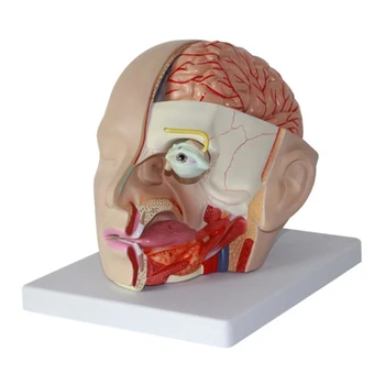 Анатомическая модель головы человека, анатомическая модель мозговой артерии для обучения