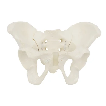 Анатомическая модель женской тазовой кости для научного образования, акушерка в натуральную величину