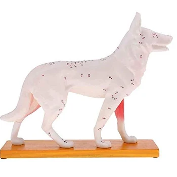 Анатомическая модель собаки, анатомическая модель акупунктурных точек тела собаки с 72 акупунктурными точками, модель для изучения