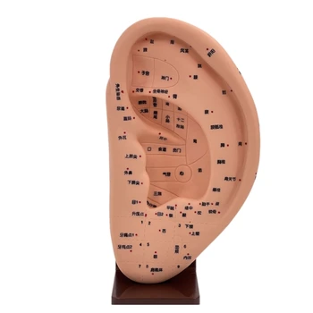 Модель акупунктурной точки уха из ПВХ, модель акупунктуры человеческого уха, модель акупунктурной точки уха, медицинская