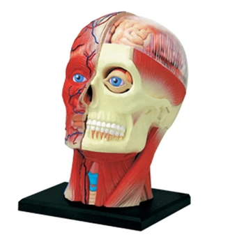 -Модель туловища, модель человеческого тела, модель мышц головы, модель нервных органов для обучения студентов, модель сборки для учебы