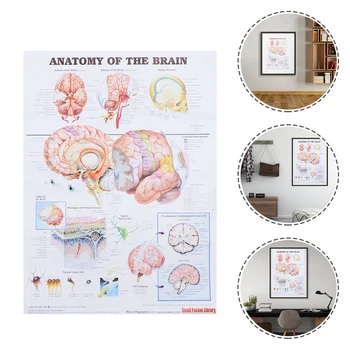 Плакат с анатомией человека, плакат с анатомией мозга, печатный плакат с научной таблицей