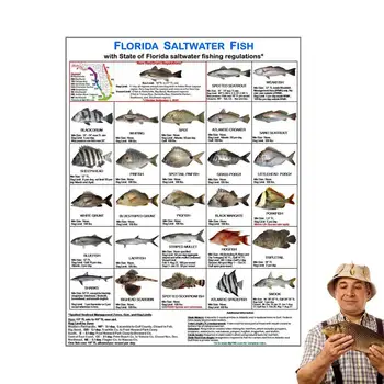 Удостоверение личности морской рыбы Флориды Цветные фотографии Правил вод Флориды Удостоверение личности рыбака